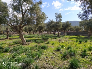 OLİVE FIELD IN MUĞLA MILAS KAZIKLI REGION